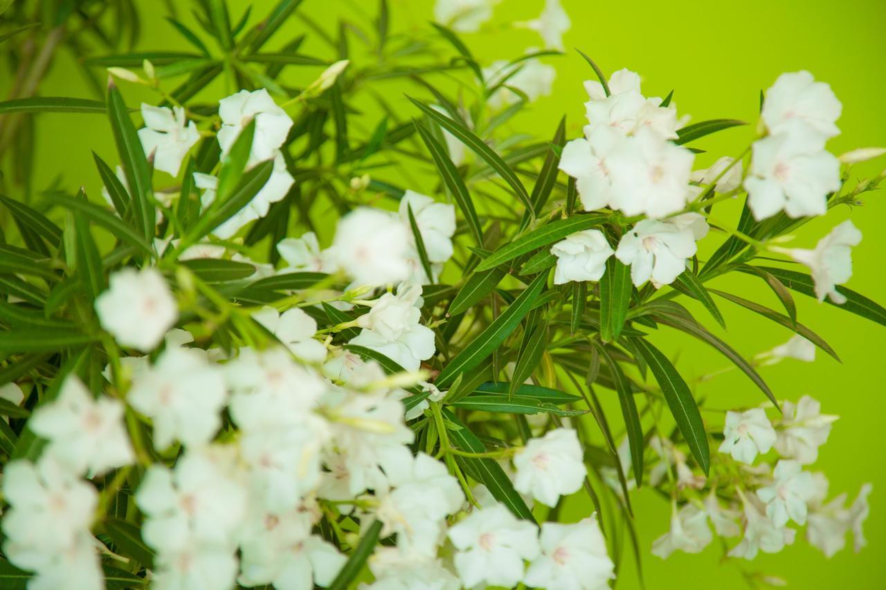 The Lifeco Antalya Well-Being Detox Center And Vegan Hotel エクステリア 写真